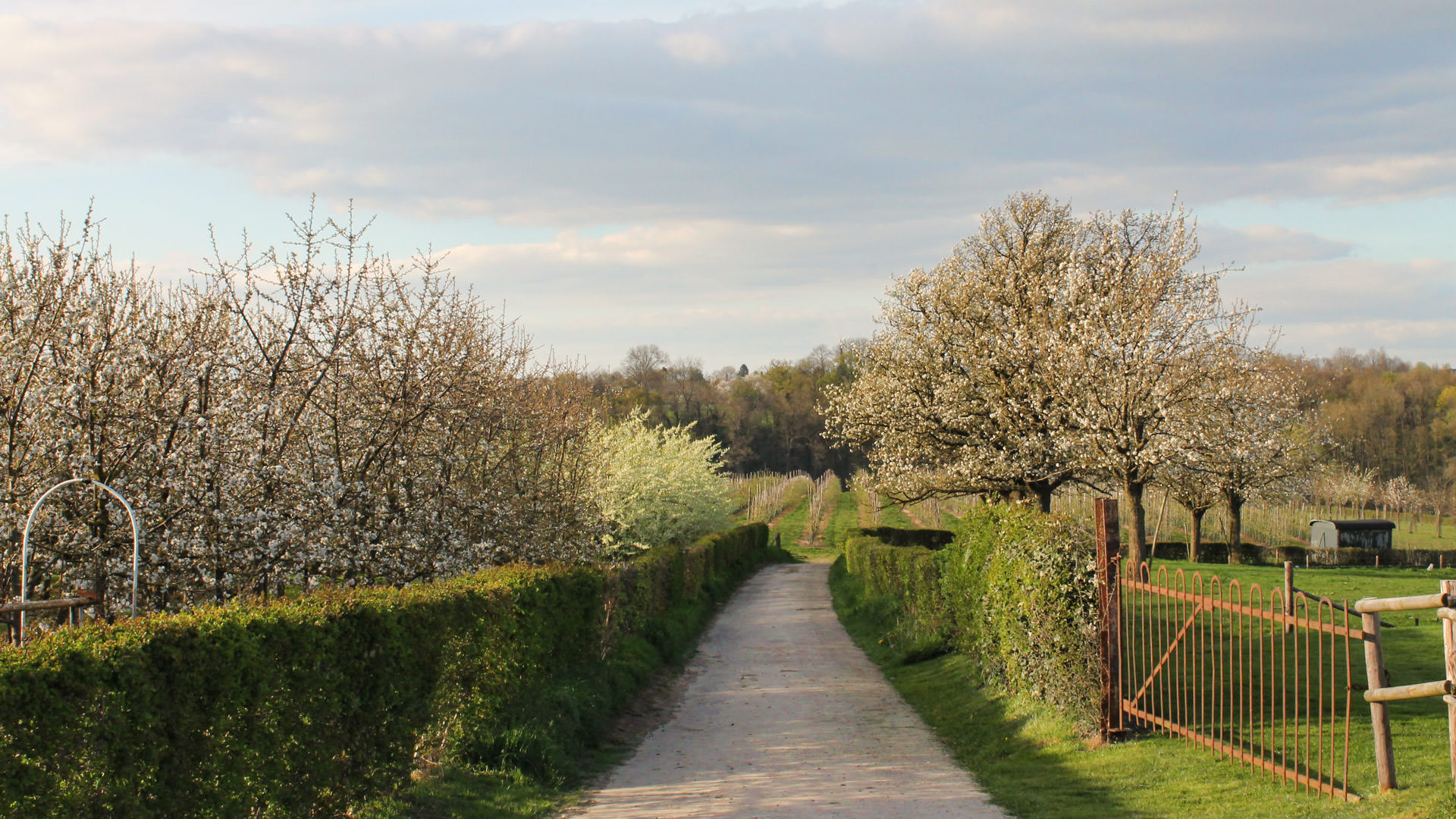 Hof van Libeek de boomgaard in witte bloei