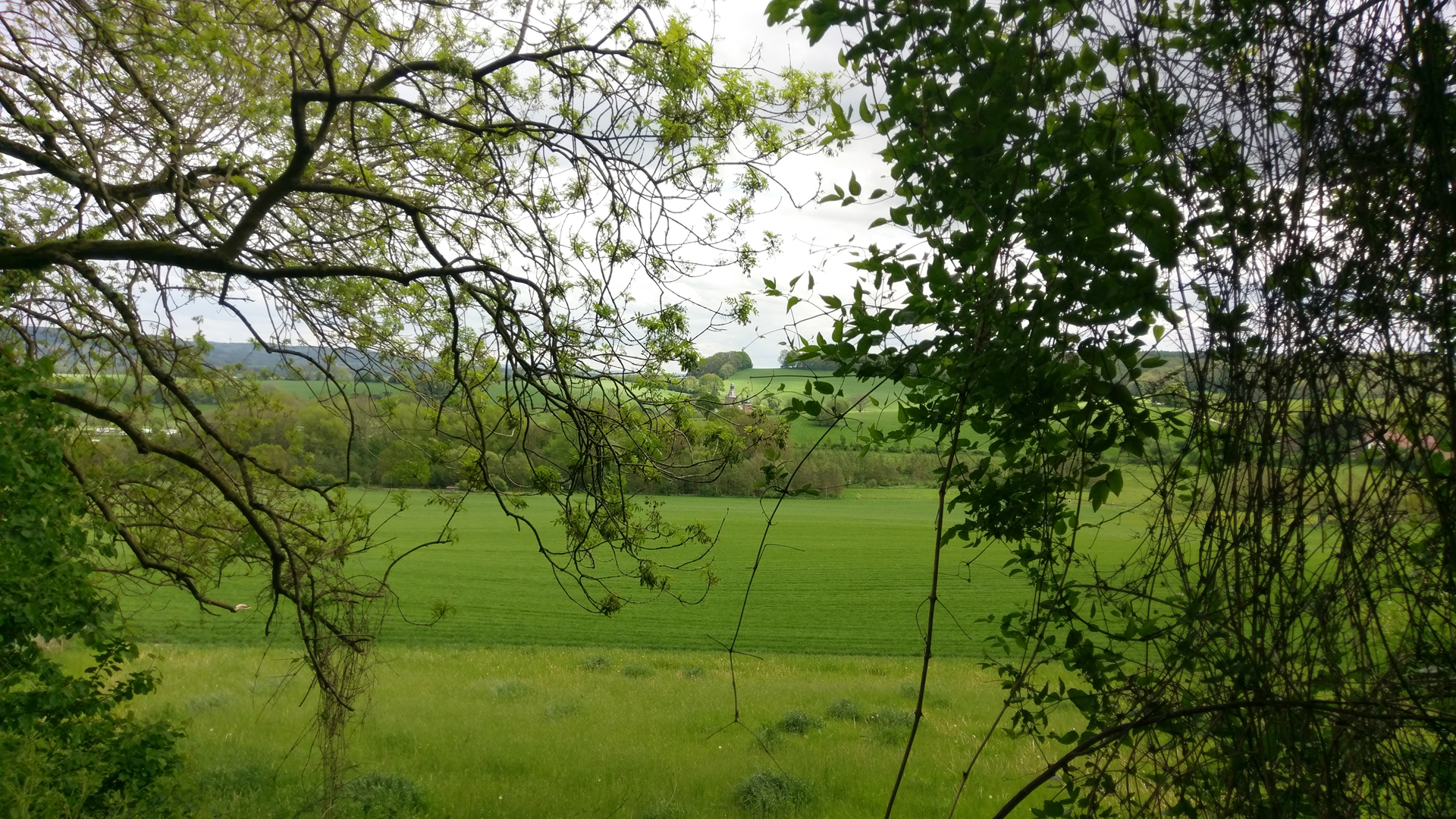 Hof van Libeek peren in boomgaard van dichtbij gezien