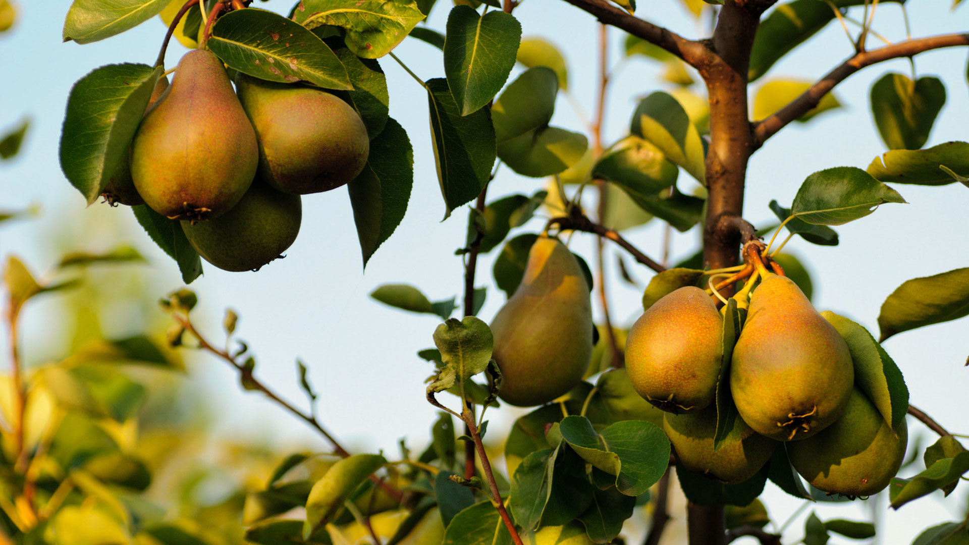 Hof van Libeek peren in boomgaard van dichtbij gezien
