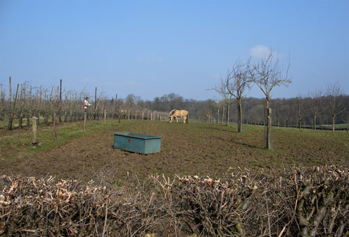 Boomgaard met paarden er naast