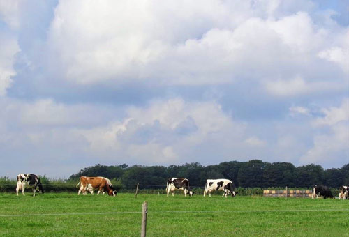 Koeien grazen in de wei