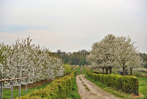 Een kronkelende landweg door de boomgaard in bloei