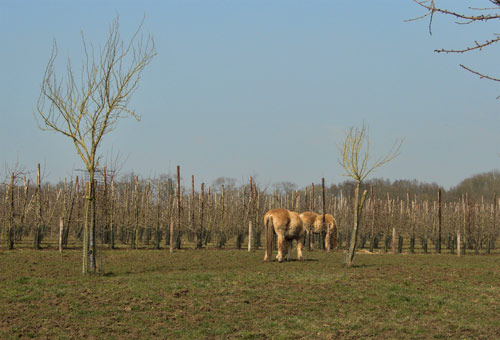 Paard graast naast de boomgaard