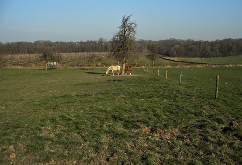 twee paarden in de wei