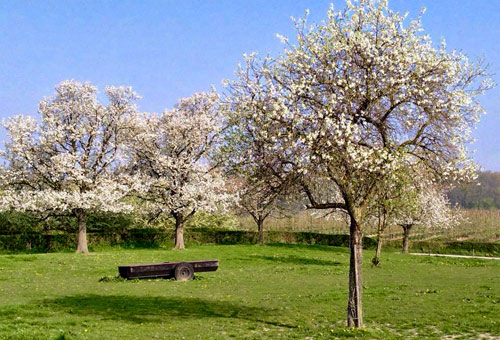 Roze bloemetjes in de fruitbomen